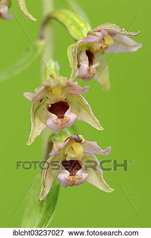 "Broad-leaved helleborine (Epipactis helleborine), flowers, North Rhine-Westphalia, Germany, Europe" View Large Photo Image Stock Photo - "Broad-leaved helleborine (Epipactis helleborine), flowers, North Rhine-Westphalia, Germany, Europe". Fotosearch