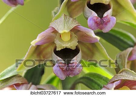 Stock Photo - "Broad-leaved Helleborine (Epipactis helleborine), flowering, North Rhine-Westphalia, Germany, Europe". Fotosearch