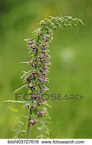 "Broad-leaved Helleborine (Epipactis helleborine), North Rhine-Westphalia, Germany, Europe" View Large Photo Image Stock Photograph - "Broad-leaved Helleborine (Epipactis helleborine), North Rhine-Westphalia, Germany, Europe". Fotosearch