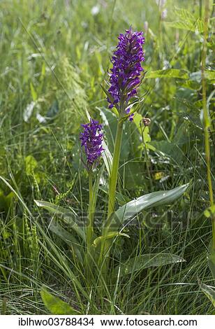 Picture - "Broad-leaved Marsh Orchid (Dactylorhiza majalis), Ebertswiese, at Rennsteig ridge walk, Thuringian Forest, Floh-Seligenthal, Thuringia, Germany, Europe". Fotosearch