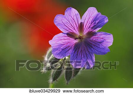 "Broad-petaled Geranium, cultivar, garden subject (Geranium platypetalum hybrids), flower, Germany, Europe" View Large Photo Image Stock Photo - "Broad-petaled Geranium, cultivar, garden subject (Geranium platypetalum hybrids), flower, Germany, Europe". Fotosearch