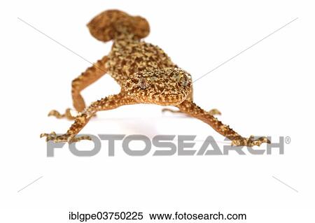 Broad-tailed Gecko (Phyllurus platurus) View Large Photo Image Stock Photography - Broad-tailed Gecko (Phyllurus platurus). Fotosearch