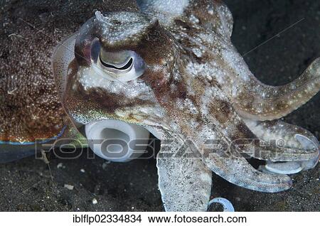 "Broadclub Cuttlefish (Sepia latimanus), adult, with siphon visible, Lembeh Straits, Sulawesi, Sunda Islands, Indonesia, Southeast Asia, Asia" View Large Photo Image Picture - "Broadclub Cuttlefish (Sepia latimanus), adult, with siphon visible, Lembeh Straits, Sulawesi, Sunda Islands, Indonesia, Southeast Asia, Asia". Fotosearch