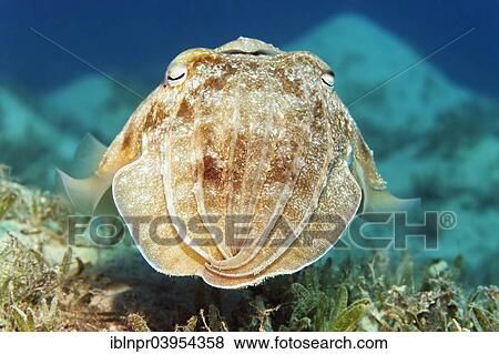 "Broadclub cuttlefish (Sepia latimanus), Makadi Bay, Red Sea, Hurghada, Egypt, Africa" View Large Photo Image Stock Photo - "Broadclub cuttlefish (Sepia latimanus), Makadi Bay, Red Sea, Hurghada, Egypt, Africa". Fotosearch