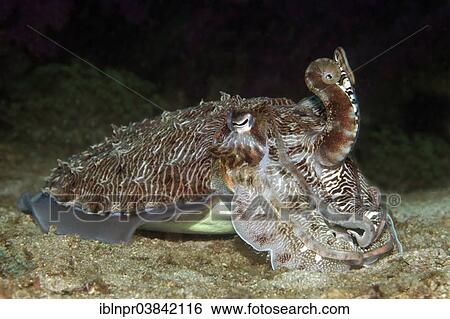 Stock Photograph - "Broadclub Cuttlefish (Sepia latimanus), Dimaniyat Islands nature reserve, Al Batinah region, Oman, Asia". Fotosearch