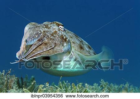"Broadclub cuttlefish (Sepia latimanus), Makadi Bay, Red Sea, Hurghada, Egypt, Africa" View Large Photo Image Stock Photograph - "Broadclub cuttlefish (Sepia latimanus), Makadi Bay, Red Sea, Hurghada, Egypt, Africa". Fotosearch