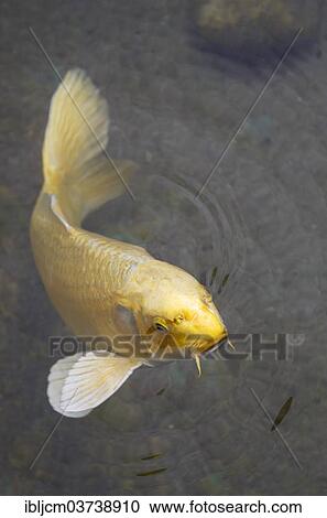 "Brocarded Carp, Nishikigoi, Koi, Ogon" View Large Photo Image Stock Image - "Brocarded Carp, Nishikigoi, Koi, Ogon". Fotosearch