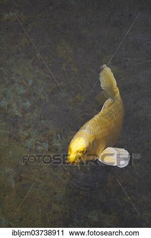 Stock Image - "Brocarded Carp, Nishikigoi, Koi, Ogon". Fotosearch