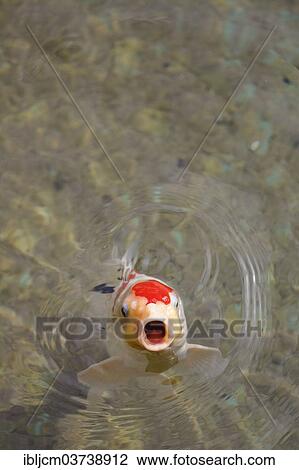 "Brocarded Carp, Nishikigoi, Koi, Kohaku" View Large Photo Image Stock Image - "Brocarded Carp, Nishikigoi, Koi, Kohaku". Fotosearch