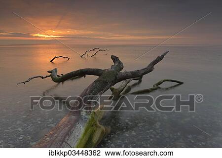 "Broken tree stump in the water, sunrise on the Baltic Sea coast, Dranske, Mecklenburg-Western Pomerania, Germany, Europe" View Large Photo Image Stock Image - "Broken tree stump in the water, sunrise on the Baltic Sea coast, Dranske, Mecklenburg-Western Pomerania, Germany, Europe". Fotosearch
