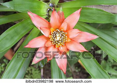 Stock Photo - "Bromelia, Bali, Indonesia, Asia". Fotosearch