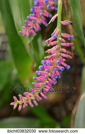 Stock Image - "Bromeliad (Aechmea victoriana), flowers, native to Brazil". Fotosearch