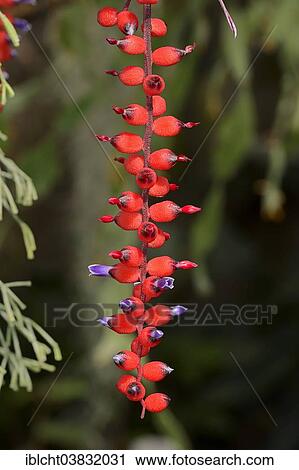 "Bromeliad (Aechmea victoriana), flowers, native to Brazil" View Large Photo Image Stock Image - "Bromeliad (Aechmea victoriana), flowers, native to Brazil". Fotosearch