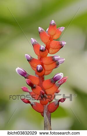 Stock Photo - "Bromeliad (Aechmea victoriana), flowers, native to Brazil". Fotosearch