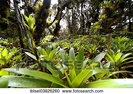 "Bromeliad in a mountain jungle, Guandera, Northern Ecuador, Ecuador, South America" View Large Photo Image Stock Image - "Bromeliad in a mountain jungle, Guandera, Northern Ecuador, Ecuador, South America". Fotosearch