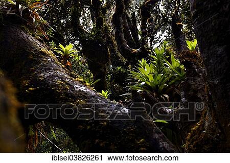 Stock Image - "Bromeliad in a mountain jungle, Guandera, Northern Ecuador, Ecuador, South America". Fotosearch