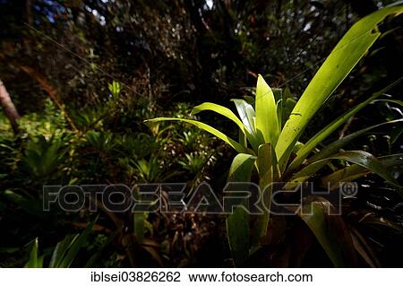 Stock Image - "Bromeliad in a mountain jungle, Guandera, Northern Ecuador, Ecuador, South America". Fotosearch