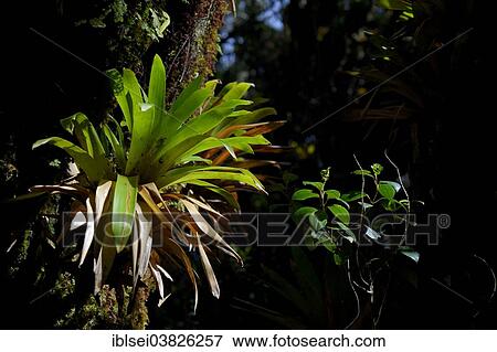 "Bromeliad in a mountain jungle, Guandera, Northern Ecuador, Ecuador, South America" View Large Photo Image Stock Photo - "Bromeliad in a mountain jungle, Guandera, Northern Ecuador, Ecuador, South America". Fotosearch