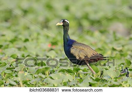 "Bronze-winged Jacana (Metopidius indicus), Bharatpur, Rajasthan, India, Asia" View Large Photo Image Stock Image - "Bronze-winged Jacana (Metopidius indicus), Bharatpur, Rajasthan, India, Asia". Fotosearch