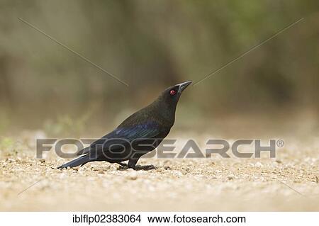 "Bronzed Cowbird (Molothrus aeneus), adult male, displaying on ground, Texas, United States, North America" View Large Photo Image Picture - "Bronzed Cowbird (Molothrus aeneus), adult male, displaying on ground, Texas, United States, North America". Fotosearch