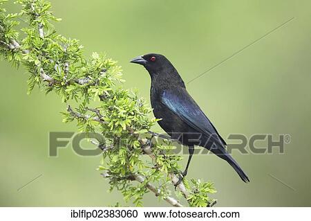 "Bronzed Cowbird (Molothrus aeneus), adult male, perched on branch, Texas, United States, North America" View Large Photo Image Stock Image - "Bronzed Cowbird (Molothrus aeneus), adult male, perched on branch, Texas, United States, North America". Fotosearch