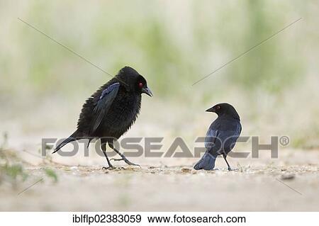 "Bronzed Cowbird (Molothrus aeneus), two adult males, displaying on ground, Texas, United States, North America" View Large Photo Image Stock Photo - "Bronzed Cowbird (Molothrus aeneus), two adult males, displaying on ground, Texas, United States, North America". Fotosearch