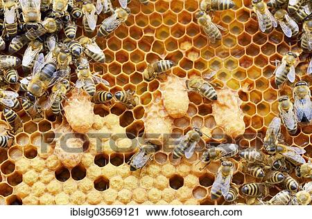 "Brood comb of honey bees (Apis mellifera, var nica), queen cells surrounded by worker bees and drones, Bavaria, Germany, Europe" View Large Photo Image Stock Image - "Brood comb of honey bees (Apis mellifera, var nica), queen cells surrounded by worker bees and drones, Bavaria, Germany, Europe". Fotosearch