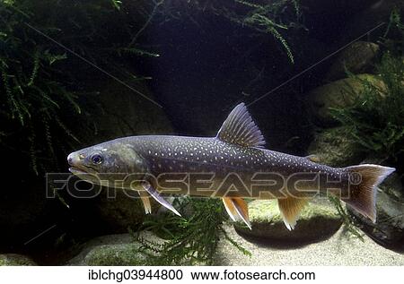 "Brook Trout (Salvelinus fontinalis), captive, France, Europe" View Large Photo Image Stock Image - "Brook Trout (Salvelinus fontinalis), captive, France, Europe". Fotosearch