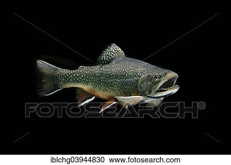 "Brook Trout (Salvelinus fontinalis), captive, France, Europe" View Large Photo Image Stock Image - "Brook Trout (Salvelinus fontinalis), captive, France, Europe". Fotosearch