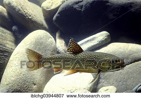 "Brook Trout (Salvelinus fontinalis), captive, France, Europe" View Large Photo Image Stock Photo - "Brook Trout (Salvelinus fontinalis), captive, France, Europe". Fotosearch
