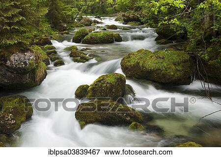 "Brook with moss-covered stones, Golling Waterfall, Salzburg, Austria,, Europe" View Large Photo Image Stock Photo - "Brook with moss-covered stones, Golling Waterfall, Salzburg, Austria,, Europe". Fotosearch