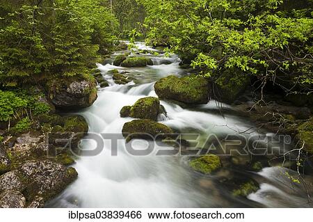 "Brook with moss-covered stones, Golling Waterfall, Salzburg, Austria, Europe" View Large Photo Image Stock Photograph - "Brook with moss-covered stones, Golling Waterfall, Salzburg, Austria, Europe". Fotosearch