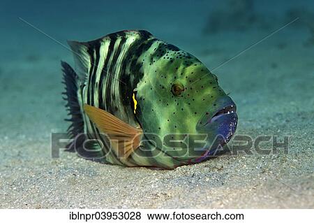 "Broomtail Wrasse (Cheilinus lunulatus) on the sandy sea bottom, Makadi Bay, Red Sea, Hurghada, Egypt, Africa" View Large Photo Image Stock Photo - "Broomtail Wrasse (Cheilinus lunulatus) on the sandy sea bottom, Makadi Bay, Red Sea, Hurghada, Egypt, Africa". Fotosearch
