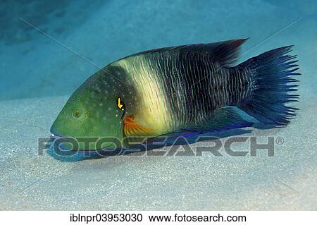 "Broomtail Wrasse (Cheilinus lunulatus), Makadi Bay, Red Sea, Hurghada, Egypt, Africa" View Large Photo Image Stock Image - "Broomtail Wrasse (Cheilinus lunulatus), Makadi Bay, Red Sea, Hurghada, Egypt, Africa". Fotosearch