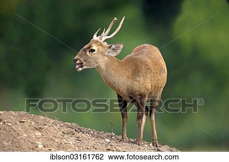 "Brow-antlered Deer, Eld's Deer or Thamin (Rucervus eldii), native to Asia, male, captive, Arnhem, Gelderland, The Netherlands, Europe" View Large Photo Image Stock Image - "Brow-antlered Deer, Eld's Deer or Thamin (Rucervus eldii), native to Asia, male, captive, Arnhem, Gelderland, The Netherlands, Europe". Fotosearch
