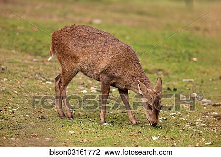 "Brow-antlered Deer, Eld's Deer or Thamin (Rucervus eldii), native to Asia, female, feeding, captive, Arnhem, Gelderland, The Netherlands, Europe" View Large Photo Image Stock Image - "Brow-antlered Deer, Eld's Deer or Thamin (Rucervus eldii), native to Asia, female, feeding, captive, Arnhem, Gelderland, The Netherlands, Europe". Fotosearch