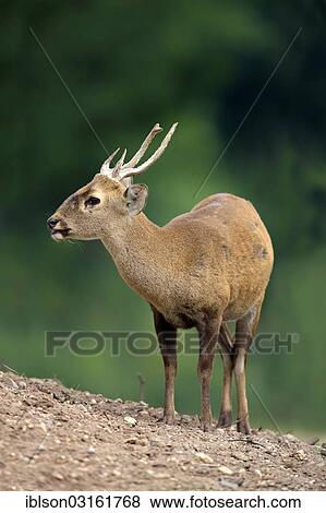 "Brow-antlered Deer, Eld's Deer or Thamin (Rucervus eldii), native to Asia, male, captive, Arnhem, Gelderland, The Netherlands, Europe" View Large Photo Image Stock Photo - "Brow-antlered Deer, Eld's Deer or Thamin (Rucervus eldii), native to Asia, male, captive, Arnhem, Gelderland, The Netherlands, Europe". Fotosearch