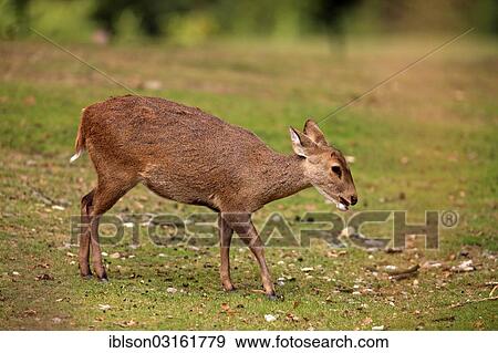 Stock Photo - "Brow-antlered Deer, Eld's Deer or Thamin (Rucervus eldii), native to Asia, female, captive, Arnhem, Gelderland, The Netherlands, Europe". Fotosearch