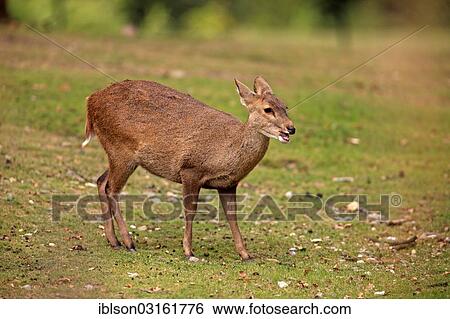 "Brow-antlered Deer, Eld's Deer or Thamin (Rucervus eldii), native to Asia, female, captive, Arnhem, Gelderland, The Netherlands, Europe" View Large Photo Image Stock Photograph - "Brow-antlered Deer, Eld's Deer or Thamin (Rucervus eldii), native to Asia, female, captive, Arnhem, Gelderland, The Netherlands, Europe". Fotosearch