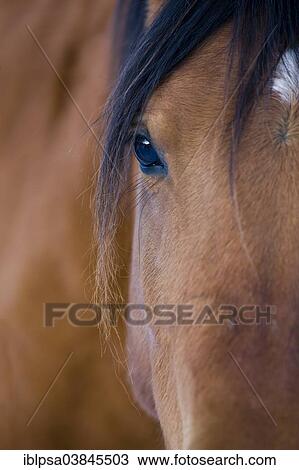 "Brown Arab Horse, eye, North Tyrol, Austria, Europe" View Large Photo Image Stock Image - "Brown Arab Horse, eye, North Tyrol, Austria, Europe". Fotosearch