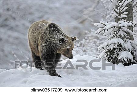 "Brown Bear (Ursus arctos), adult in the snow, Bavarian Forest National Park, Neuschonau, Bavaria, Germany, Europe" View Large Photo Image Stock Photo - "Brown Bear (Ursus arctos), adult in the snow, Bavarian Forest National Park, Neuschonau, Bavaria, Germany, Europe". Fotosearch