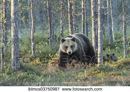 Stock Photo - "Brown Bear (Ursus arctos) and cub, Suomussalmi, Karelia, Finland, Europe". Fotosearch