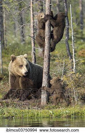 "Brown Bear (Ursus arctos) and three cubs at a tree trunk, Suomussalmi, Karelia, Finland, Europe" View Large Photo Image Picture - "Brown Bear (Ursus arctos) and three cubs at a tree trunk, Suomussalmi, Karelia, Finland, Europe". Fotosearch