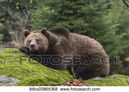 Stock Photo - "Brown Bear (Ursus arctos), animal enclosure, Bavarian Forest National Park, Bavaria, Germany, Europe". Fotosearch