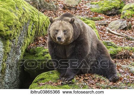 Stock Photograph - "Brown Bear (Ursus arctos), animal enclosure, Bavarian Forest National Park, Bavaria, Germany, Europe". Fotosearch