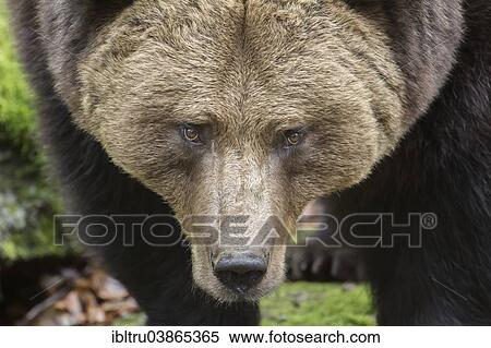 "Brown Bear (Ursus arctos), animal enclosure, Bavarian Forest National Park, Bavaria, Germany, Europe" View Large Photo Image Stock Photography - "Brown Bear (Ursus arctos), animal enclosure, Bavarian Forest National Park, Bavaria, Germany, Europe". Fotosearch