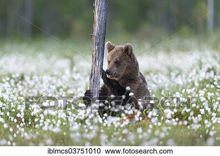 "Brown Bear (Ursus arctos) at tree trunk in cotton grass, Suomussalmi, Karelia, Finland, Europe" View Large Photo Image Stock Image - "Brown Bear (Ursus arctos) at tree trunk in cotton grass, Suomussalmi, Karelia, Finland, Europe". Fotosearch