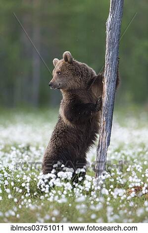 "Brown Bear (Ursus arctos) at tree trunk in cotton grass, Suomussalmi, Karelia, Finland, Europe" View Large Photo Image Stock Image - "Brown Bear (Ursus arctos) at tree trunk in cotton grass, Suomussalmi, Karelia, Finland, Europe". Fotosearch