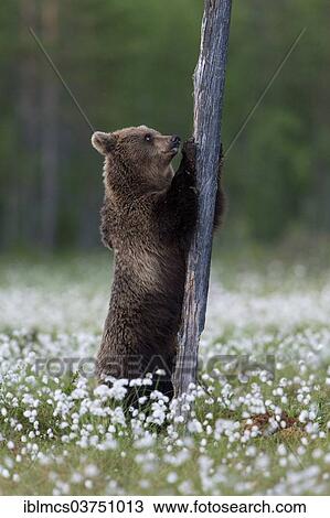 Stock Image - "Brown Bear (Ursus arctos) at tree trunk in cotton grass, Suomussalmi, Karelia, Finland, Europe". Fotosearch