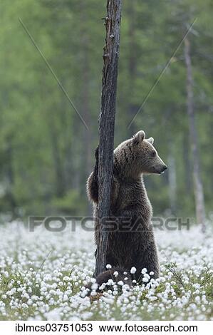 "Brown Bear (Ursus arctos) at tree trunk in cotton grass, Suomussalmi, Karelia, Finland, Europe" View Large Photo Image Stock Image - "Brown Bear (Ursus arctos) at tree trunk in cotton grass, Suomussalmi, Karelia, Finland, Europe". Fotosearch